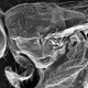 Illustration for article titled Fruit flies can cure themselves of intestinal parasites, with the power of alcohol